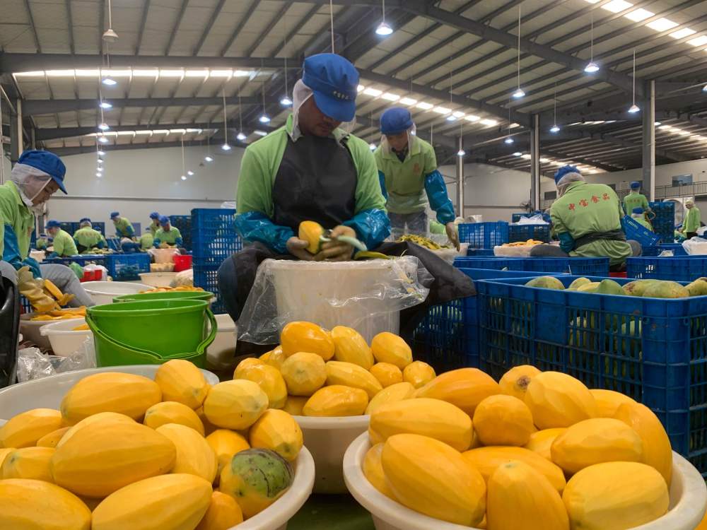 2023年3月7日，工作人員在柬埔寨磅士卑省的中寶（柬埔寨）食品科技有限公司處理芒果。自區(qū)域全面經(jīng)濟(jì)伙伴關(guān)系協(xié)定（RCEP）生效實施以來，柬埔寨的農(nóng)產(chǎn)品正在更加便利地進(jìn)入中國市場。