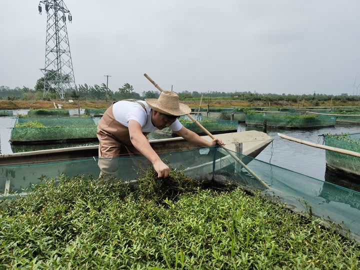 陳樹(shù)在湖北省仙桃市剅河鎮(zhèn)余腦村黃鱔繁育基地觀(guān)察黃鱔長(zhǎng)勢(shì)。新華社記者宋立崑 攝