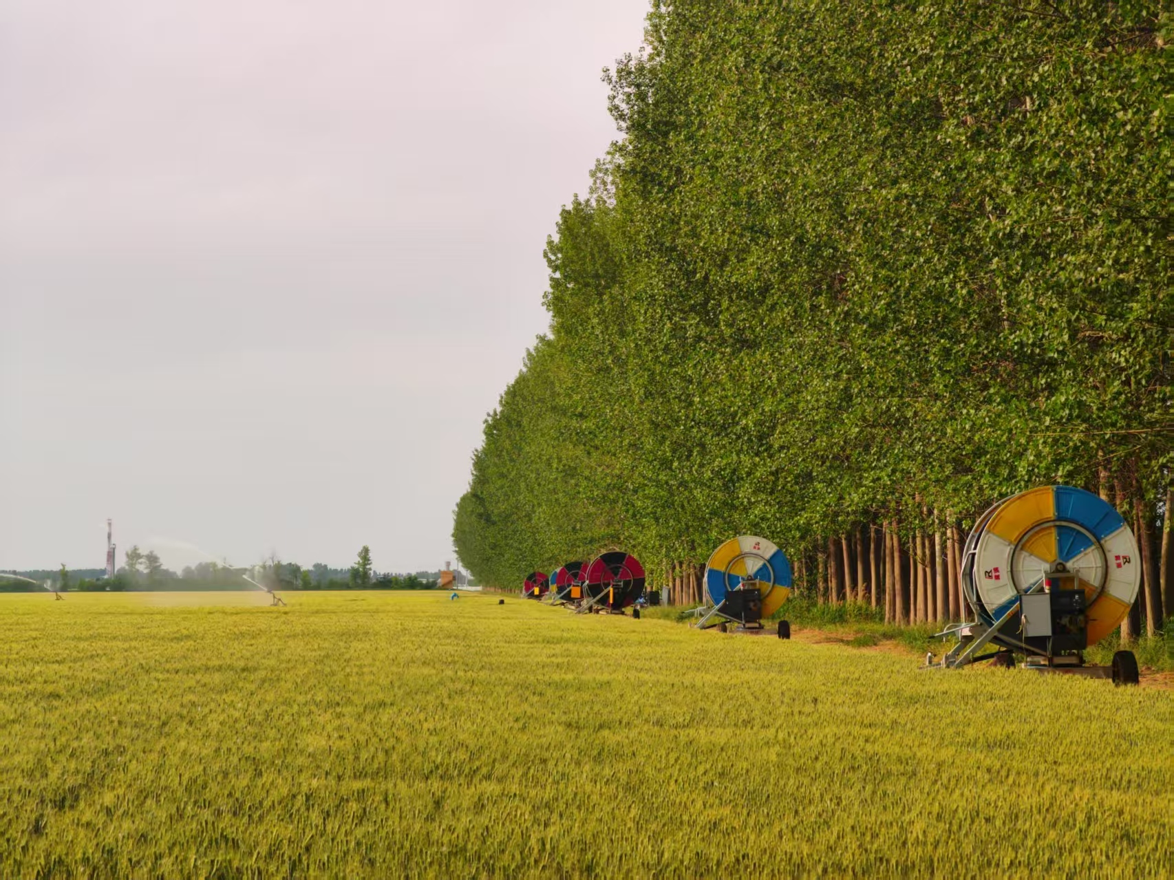 陜西華陰市華西鎮(zhèn)農(nóng)墾農(nóng)場(chǎng)正在作業(yè)的卷盤(pán)式噴灌機(jī)。受訪(fǎng)者供圖