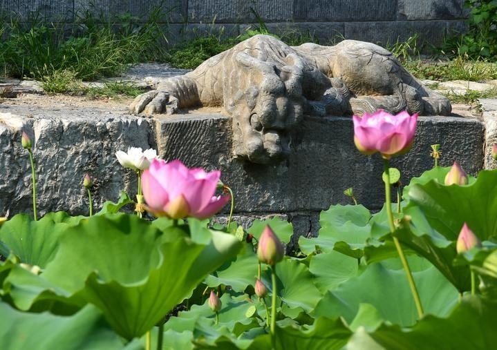 萬(wàn)寧橋位于北京地安門外大街中部、什剎海東岸，是北京中軸線上最古老的橋梁，至今已有700多年歷史。近年來(lái)，北京市持續(xù)為萬(wàn)寧橋“瘦身減負(fù)”，橋體風(fēng)貌得以完整展現(xiàn)，方便游客走近欣賞，深入了解古橋承載的價(jià)值和內(nèi)涵。這是2023年7月18日拍攝的北京萬(wàn)寧橋橋東的鎮(zhèn)水獸。